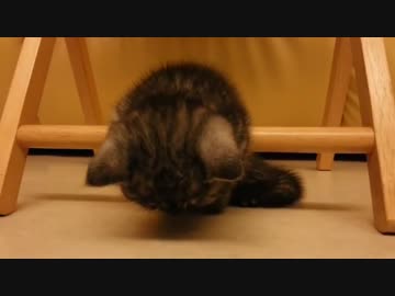 【猫動画】限界ギリギリ！睡魔と闘うニャン！