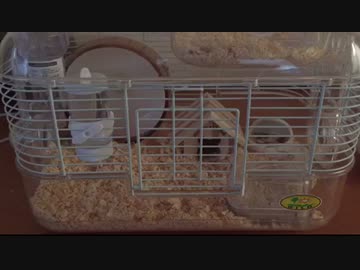 ささやきながら、"我が家のハムスター"について話してみる。