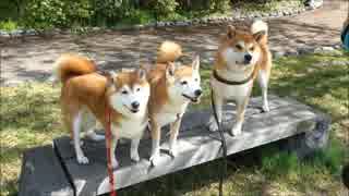 柴犬ひかいち　おともだちと漫才芸＆ガウガウ