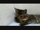 新しいトイレと兄妹猫