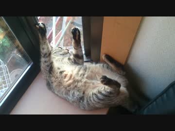 デブ猫のくつろぐ姿