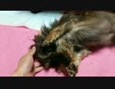 リラックスしてグダグダな犬
