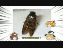 【wot】火力馬鹿の友人だって恋がしたい！