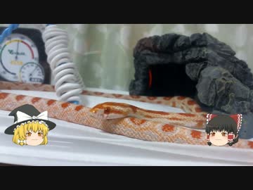 ウチの蛇さんがこんなに可愛いのは当たり前 その５　【ゆっくり】