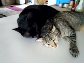 我が家の猫