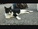 猫時空に現れた因縁の浅からぬ猫をモフる