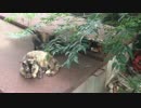 保護した小さなお猫さまの生い立ちを紹介します の巻