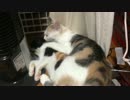 お猫さまの仲睦まじい姿…？？の巻