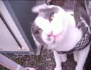 疾走感のある猫