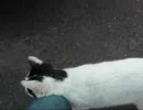 ノラ猫ニャンさん　　帰ってきたニャンさん