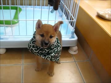 豆助になりきるシンちゃん