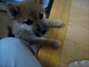 登れるようになったしんちゃん