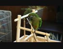 ウロコインコの綿棒遊び