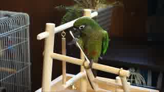 ウロコインコの綿棒遊び