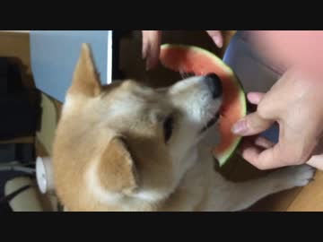 スイカ食べるよ