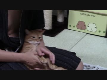 拾いねこ＠生後1128/1095日目　爪きりアコツキ