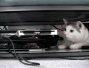 猫とPS3　その2