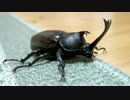カブトムシは体重の何倍を引っ張れるのか検証