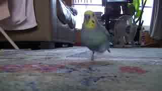 走るセキセイインコ