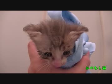 子猫が捨てられていたのでなんとなく持ち帰って水責めしてみた