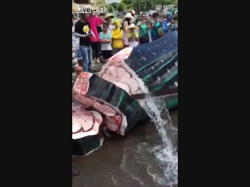 まだ息のあるジンベイザメを輪切りにしてみた