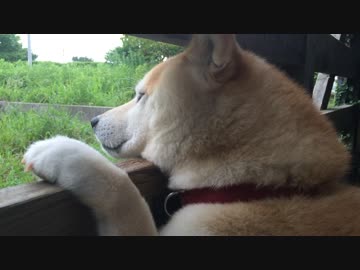 蝉 鉢 犬 夏
