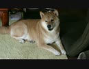 8月9日は柴犬まるのころキュン生中継の日