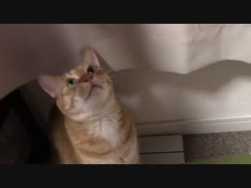 拾いねこ＠生後1129/1096日目　上目遣いになるとより一層可愛くなりますな