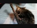 元野良猫初シャワー後の様子