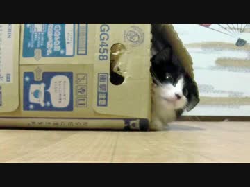 全自動引きこもりネコ