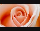 5分で作るバラ描画プログラム