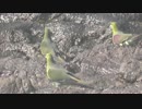海水を飲むアオバト