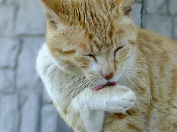 あの日の猫たち