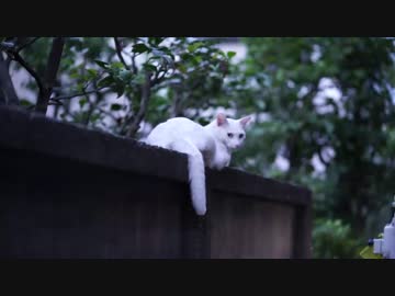 猫時空　2015夏