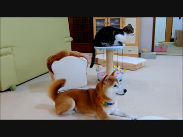 柴犬ひかりと猫ミルキー 芸＆爆走