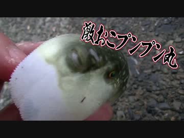 【魚釣り】お魚１００種　釣れるかな？【実況】 part 42