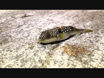 アウトドアをやろう！Lok＆PB「イタチウオ釣って食べるぞ」 in 八丈島 前編