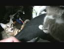 捨て猫に母親と認識される/捨て猫大好きティガーさん