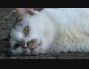 画面いっぱいのおしゃべり猫