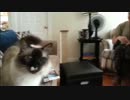 兵士が長期任務から家に戻った時の猫の反応をご覧ください