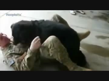 兵士が長期任務から家に戻った時の犬の反応をご覧ください