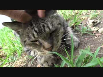 猫をモフってイイ顔をさせてみた in キジトラ地獄