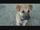 子犬が丸太で遊ぶだけ【投稿練習】