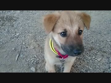 子犬が丸太で遊ぶだけ【投稿練習】