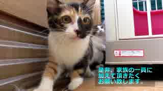 【里親募集】僕と契約して飼い主になってよ。【テッサちゃん（仮）編】