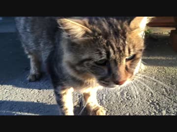 最弱の猫と最弱のたぬき(猫)、遂に相見える