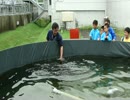 チョウザメのエサガブショー