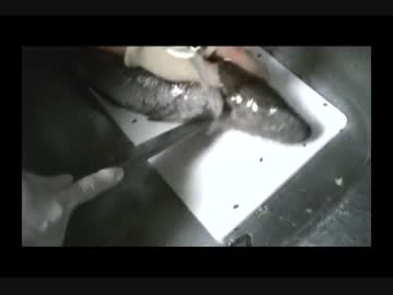 【怪魚喰愛】友人の野生クッキング【多摩川の食材で】♯３