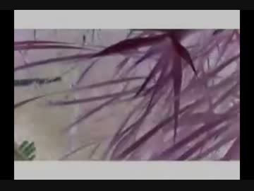 【怪魚喰愛】心霊動画【ガチ】♯４