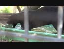 ホワイトベアー/ブラックジャガー